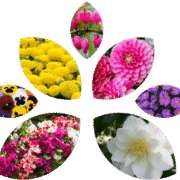 Plants Galore